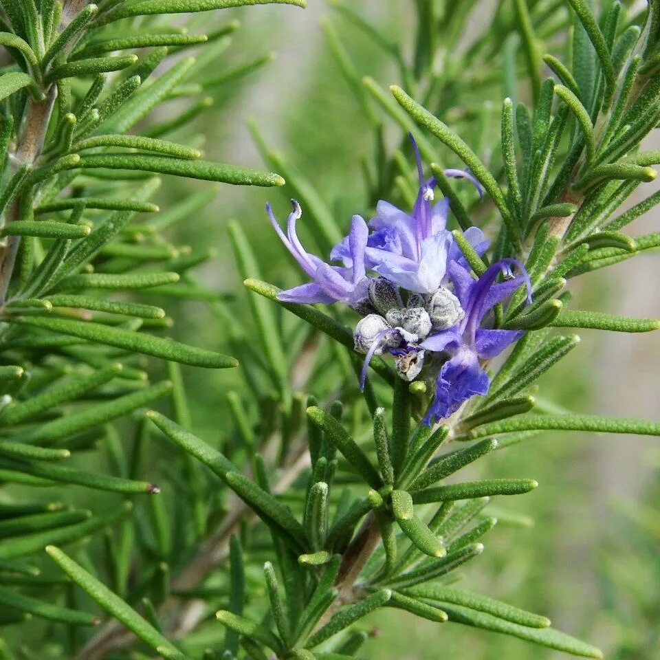 Как цветет розмарин. Розмарин rosmarinus officinalis. розмарин блю винтер. розмарин блю винтер зимует. розмарин лекарственный blue winter.