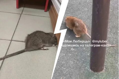 Опасны ли мыши