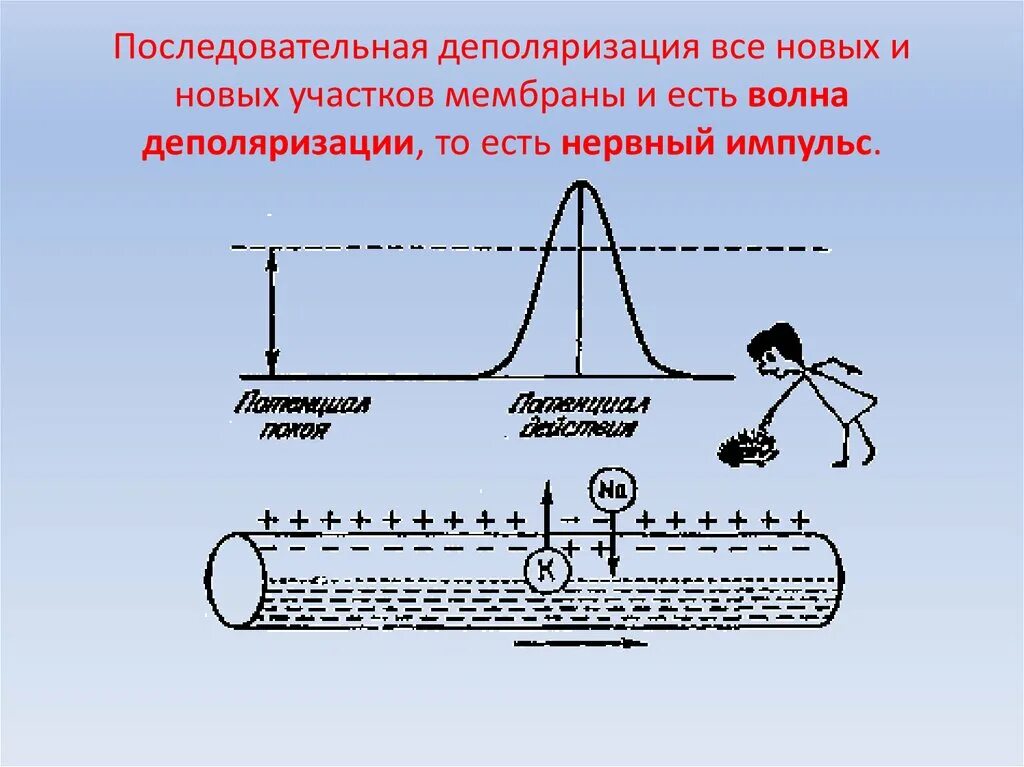 Деполяризация мембраны клетки. Деполяризация мембраны это. Депорялизаци ямембраны. Волна деполяризации. Деполяризация клеточной мембраны.