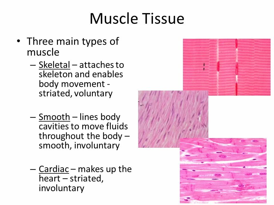 Tissues functions. Striated muscle tissue. Tissues functions. Tissues functions. 4 types of tissue.