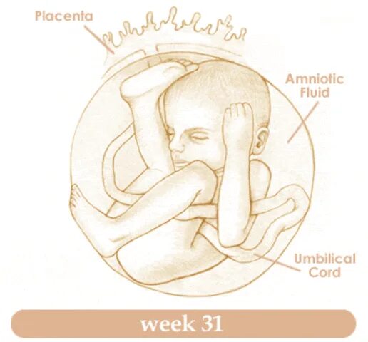 Организм беременной женщины 30 недель. Сон на 31 неделе беременности.