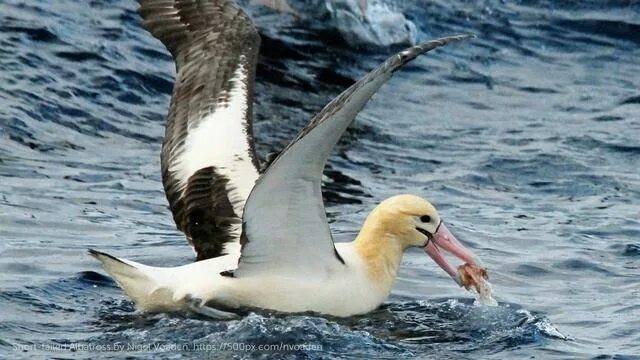 Grey Headed Albatross Albatross, Sea birds, Animals beautiful