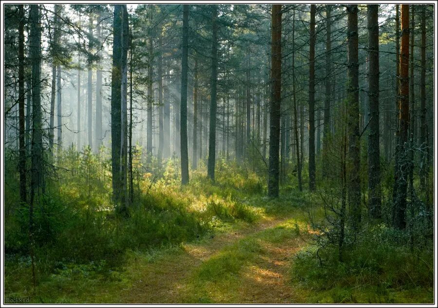 Лес у володи. Влажность в Сосновом лесу. Утро в Сосновом лесу домик. Лес из morning in a Pine Forest. Утро в Сосновом лесу золотое сечение.