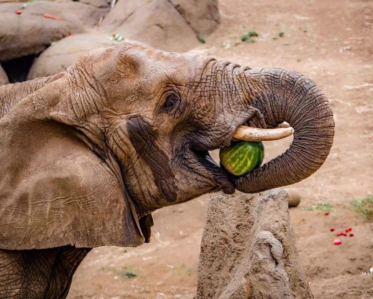 Слон. Слон ест. Хобот слона. Слоны фото. Happy elephant