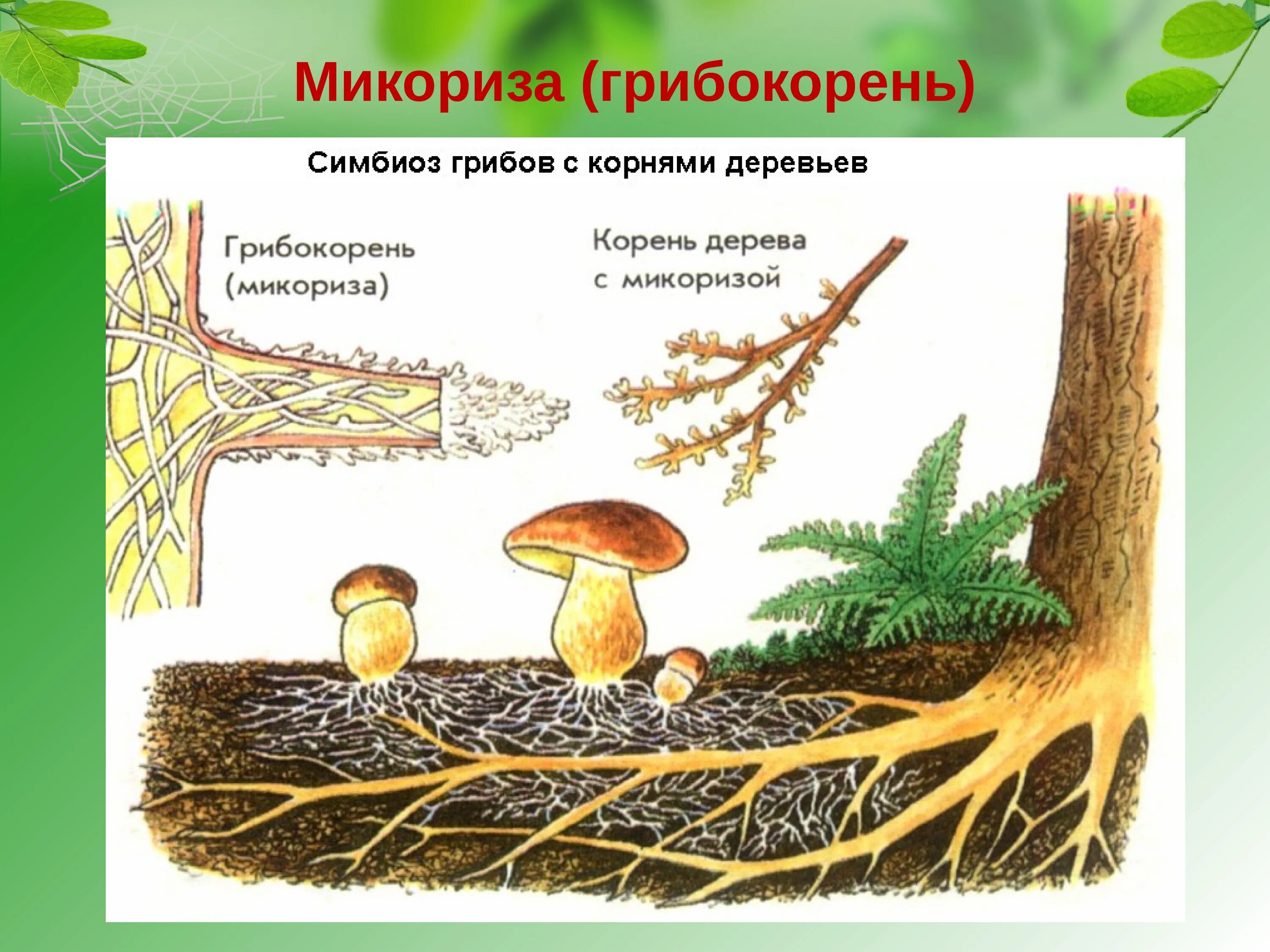 Грибы образующие микоризу с корнями. Шляпочные грибы микориза. Микориза грибокорень. Строение гриба микориза. Микориза у шляпочных грибов.