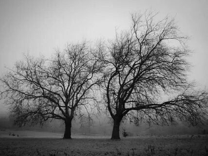 Bare trees