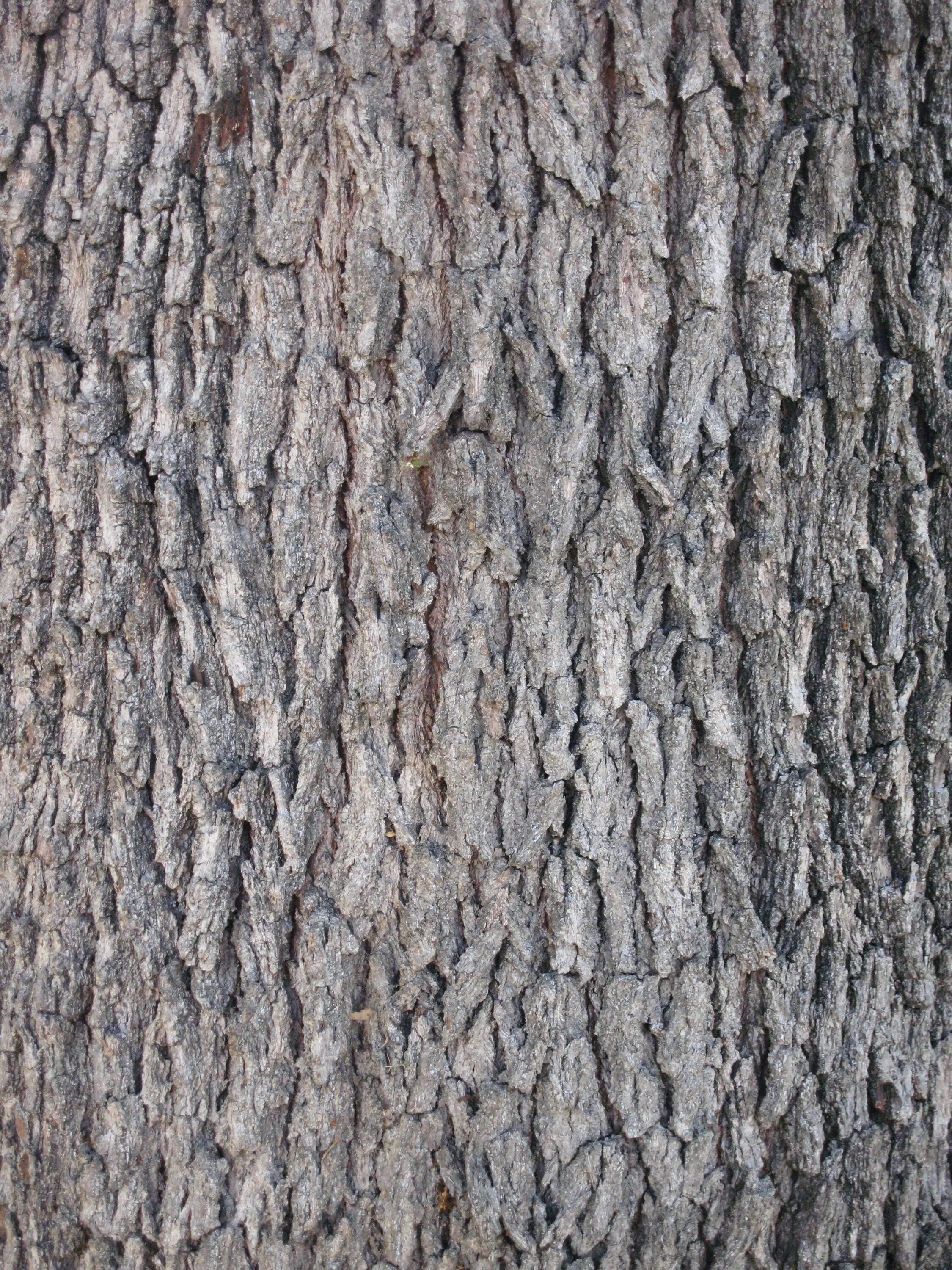 Bark alpha дерево. Bark anole. In we bark. Фактура коры дерева. In we bark.