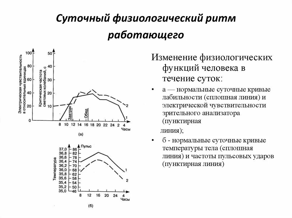 Изменения физиологических функций человека в течение суток. Физиологические функции человека в течение суток …. Изменение ЧСС В течении дня. Суточные ритмы физиологических процессов. Работоспособность изменяется в течение