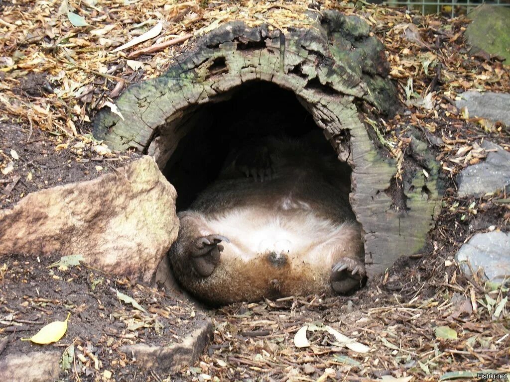 Бурый медведь зимой в берлоге. Бурый медведь в берлоге для детей. Мэдвэд в бэрлогэ взимнюю спиачкэ. Медвежья берлога берлога медведя. Устроиться спать в норе как медведь.