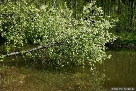 Под кручею что это