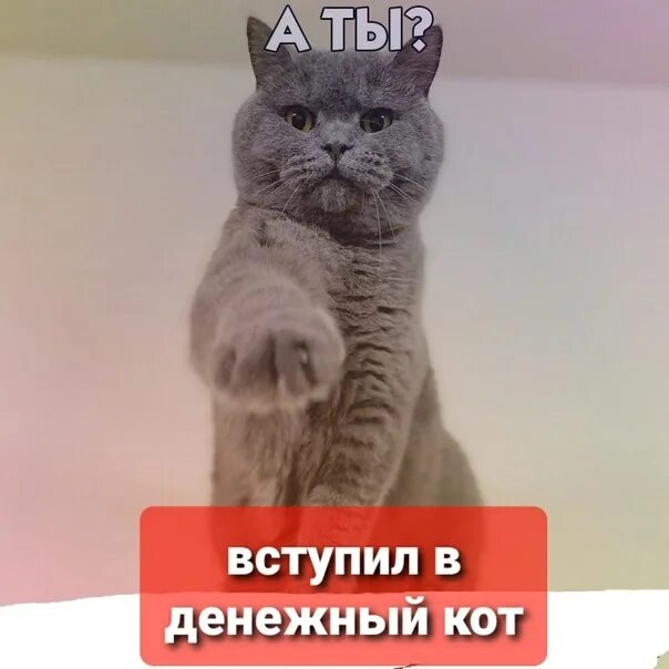 Прибавь коте. Британец кот. задумчивый котенок фото.