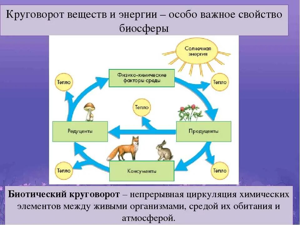 Схема биологического круговорота веществ. Схема биологического круговорота веществ и превращения энергии. Круговорот веществ и энергии в биосфере схема. Схема биологического круговорота веществ и потока энергии. Какие процессы происходят на уровне