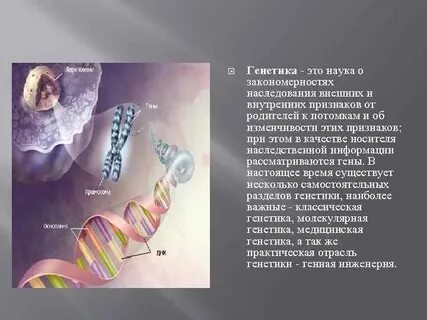 Наследственная информация заключена