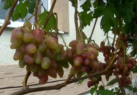 Сорт винограда дубовский