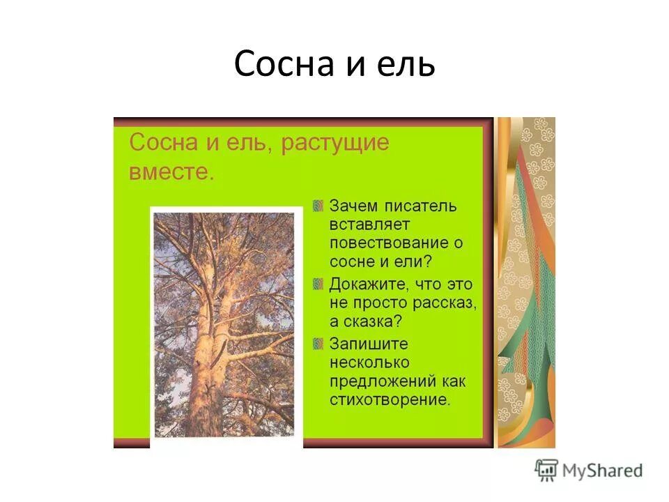 Вывод кладовая солнца. Кладовая солнца пришвин сосна и ель. М пришвин ель и сосна. Рассказ о ели и сосне. Сказка о сосне и ели.