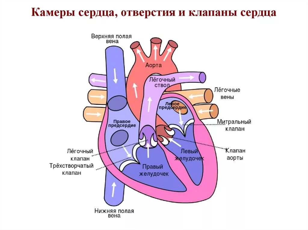 Какая структура сердца человека изображена на рисунке. Сердце схема камеры сосуды клапаны. Строение сердца клапаны сердца. Камеры сердца отверстия и клапаны сердца. Строение сердца человека камеры.