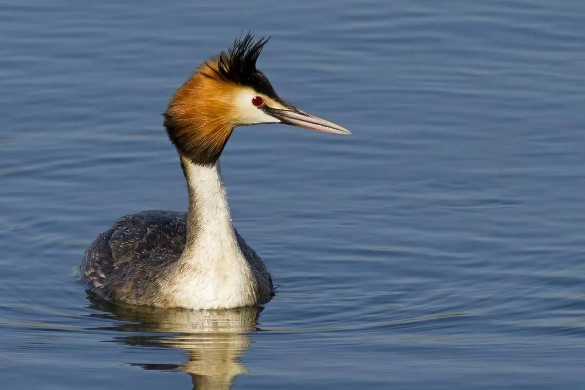 Поганка чомга птица. Большая поганка – Podiceps cristatus. . Большая поганка (чомга) Podiceps cristatus. Чубатая поганка. Поганка питание