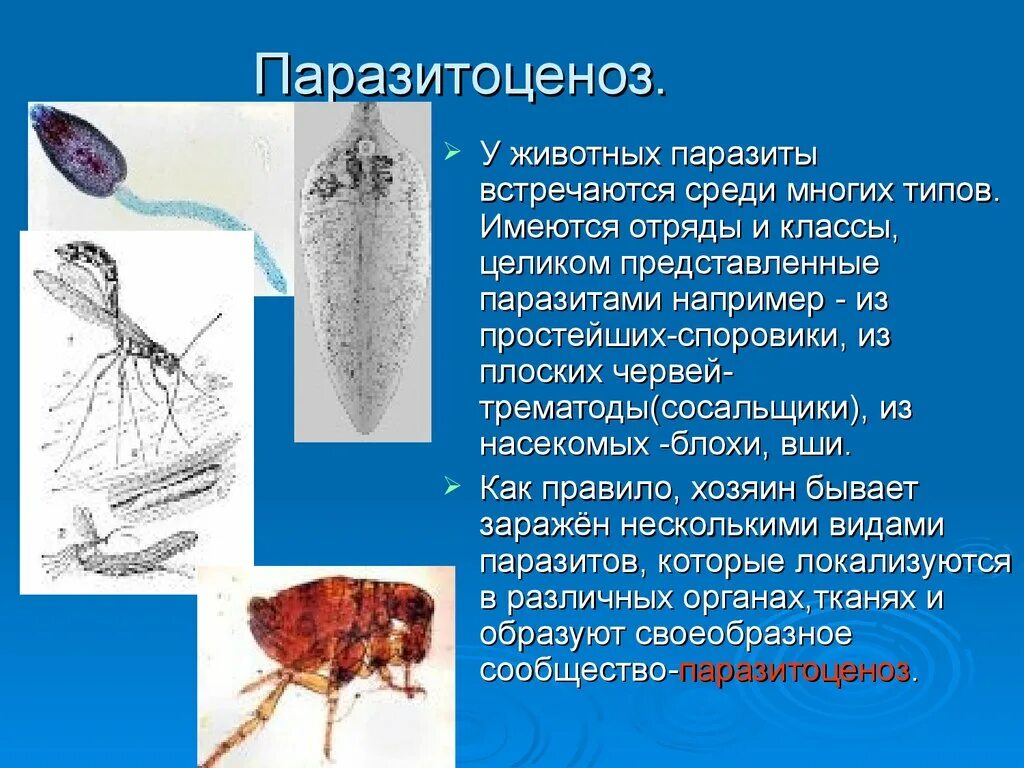 Паразиты паразитов называется. Паразитические животные. биологические паразиты.