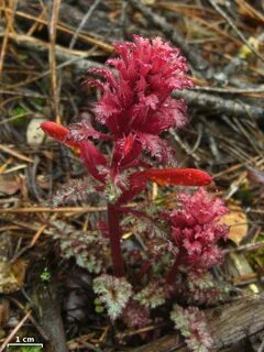 Red plant