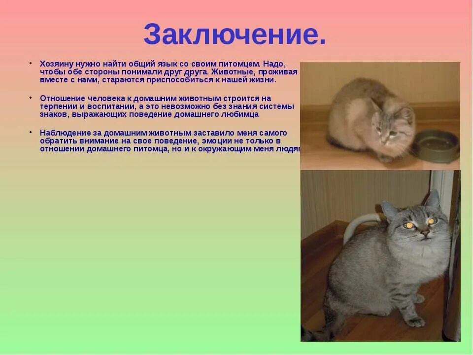 Проект питомцы окружающий мир