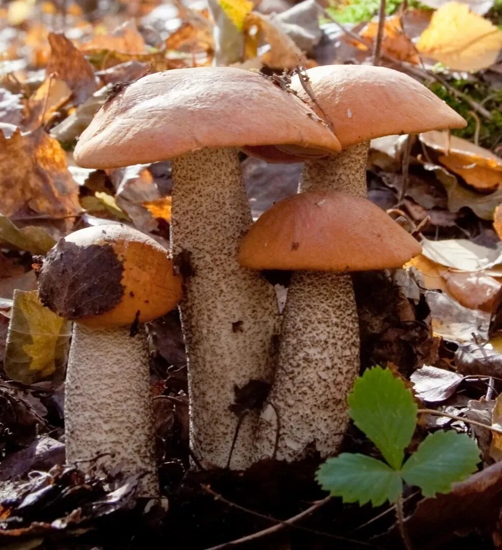 игорь подобаев печора. осенние грибы. осенние грибы фото. хвойные опята. лесные опята.