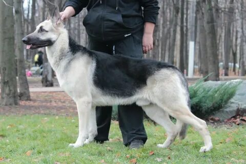 Восточно европейская форма