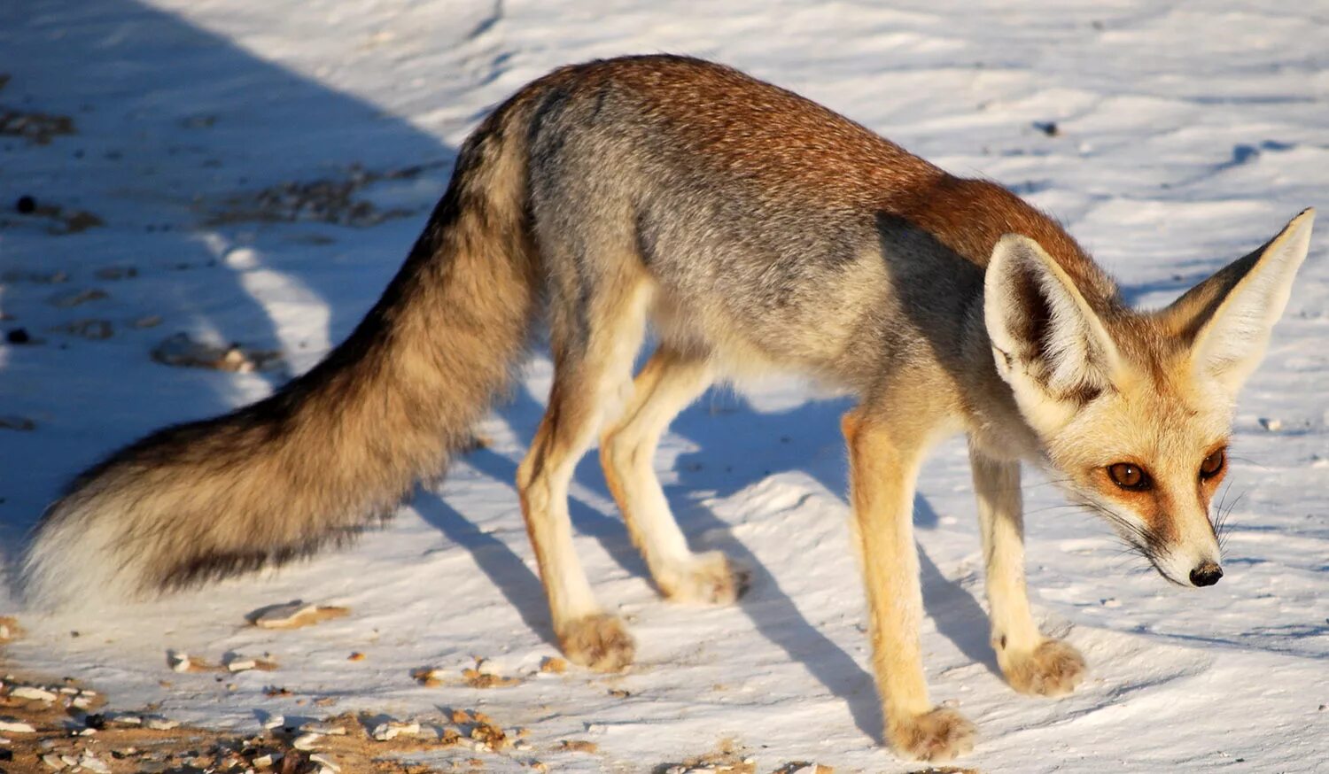 Секуранская лисица. Песчаная лисица v. rueppellii. Ruppell's Fox. Разновидности лисов