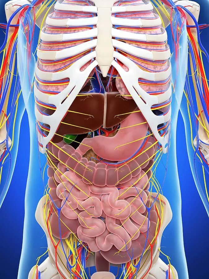 Скелет человека с внутренними органами.