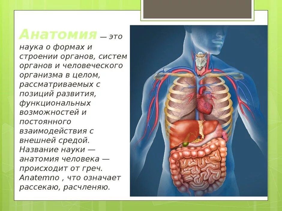 Вид внутренних органов. Органы человека. Строение человека. Строение органов человека. Внутренне строение человека.