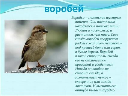 Почему птиц становится меньше