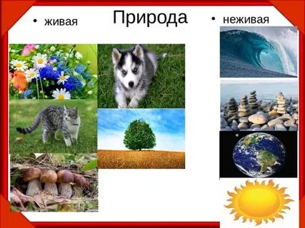 Схожие черты живой и неживой природы