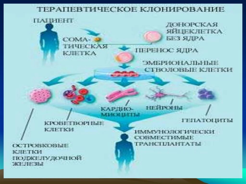 Направление клонирования