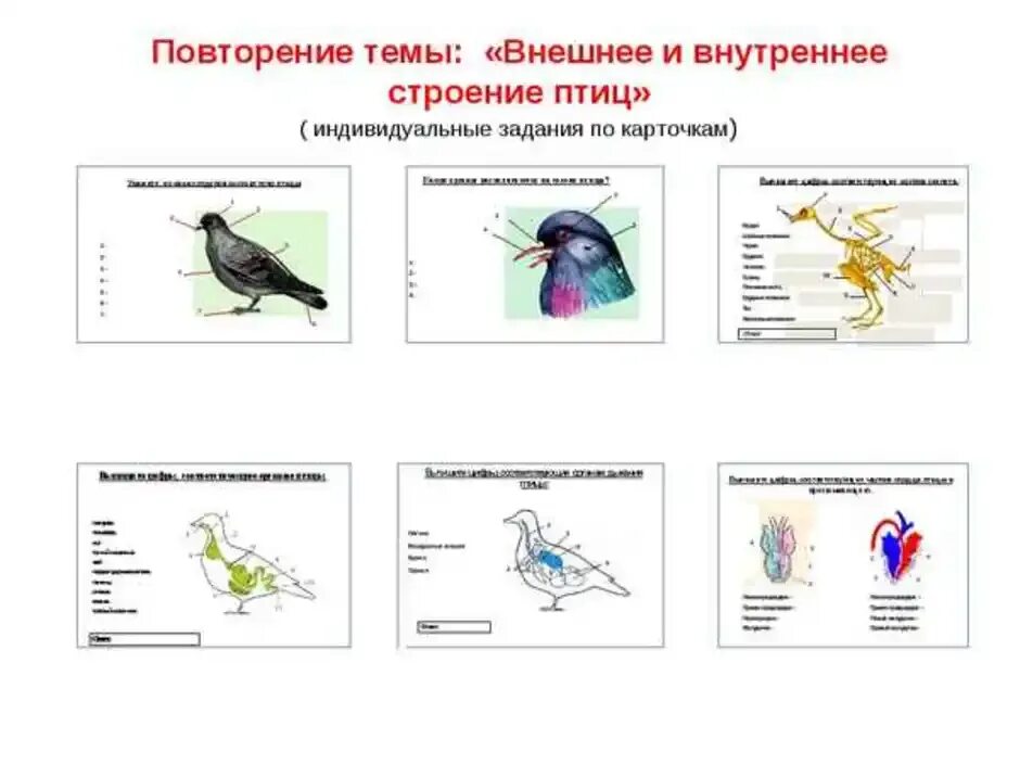 Тест по биологии 7 класс строение птиц. Внутреннее строение птицы биология 7 класс. Строение птицы 7 класс биология. Внешнее и внутреннее строение птицы биология 7. Внешнее строение птицы биология 7 класс.