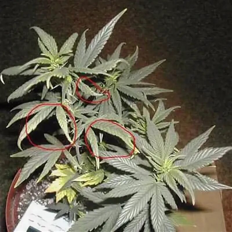 Common Seedling Problems Pěstujte Jednoduše
