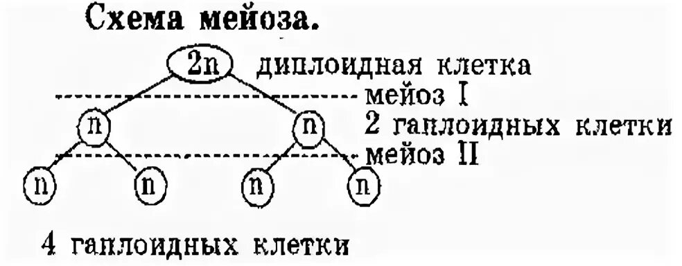 В результате мейоза диплоидной клетки получается