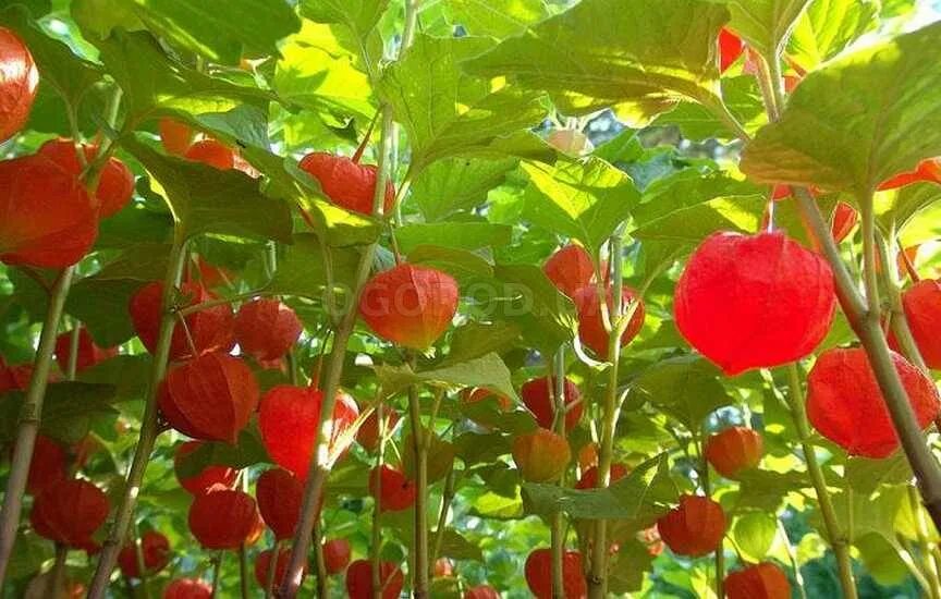 Физалис выращивание из семян. Физалис и фуксия. Физалис декоративный. Физалис выращивание из семян. Семена физалис мармеладный.