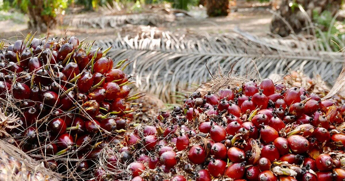 Красная масличная пальма. Красное пальмовое. Витамин е пальмового масла. Красное пальмоядровое масло. Пальмовое масло масло.