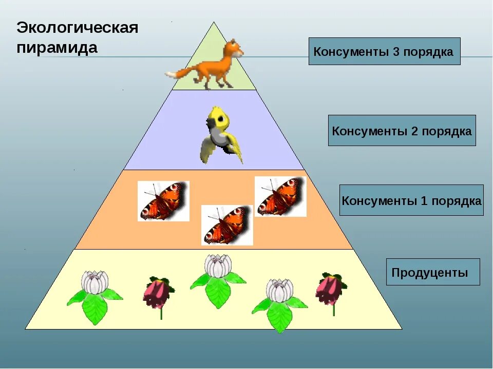 Продуценты в картофельном поле. Консумент 1 порядка. пирамида консументы продуценты редуценты. консументы первого порядка 2) консументы второго порядка. консумент 1 порядка консумент 2 порядка консумент 3 порядка.