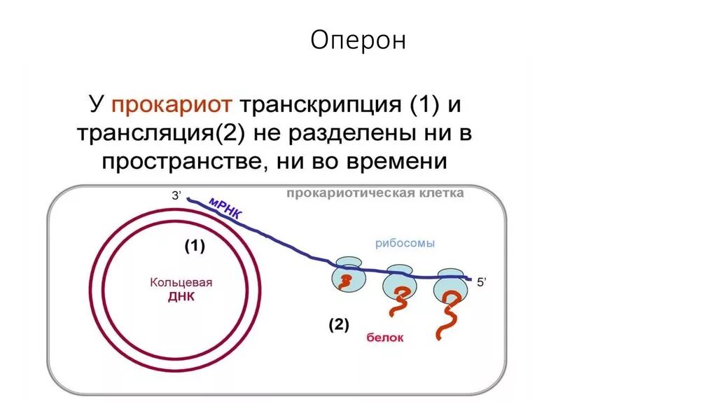 Схема строения оперона у прокариот. Оперон бактериальной клетки схема. Схема строения оперонов бактерий.. Строение оперона бактерий. Синтез белка в бактериальной клетке