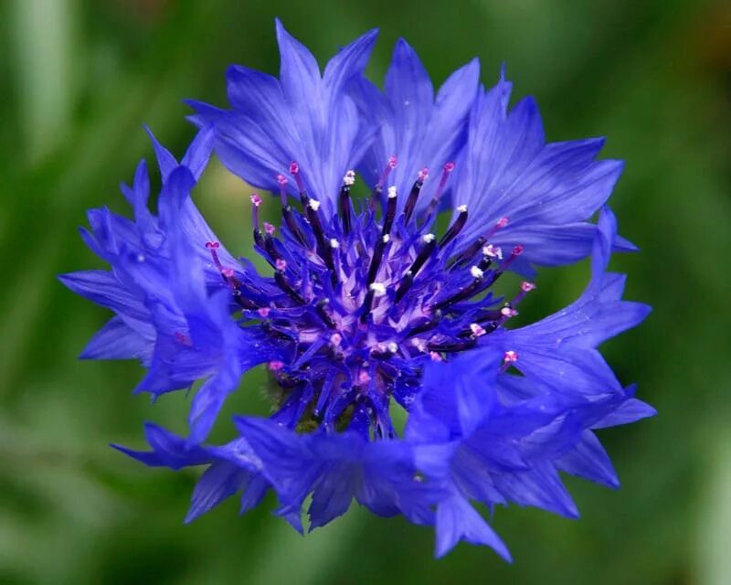 Центаурея Василек. Василек голубой Centaurea cyanus. Василек синий Centaurea cyanus l.. Василек синий (Centauréa cyánus). Тип василька