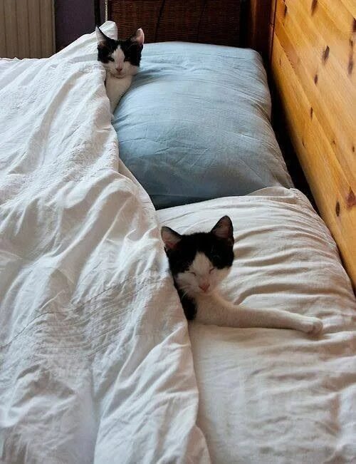 Кот хочет спать мем Épinglé sur Pets and #cute animals