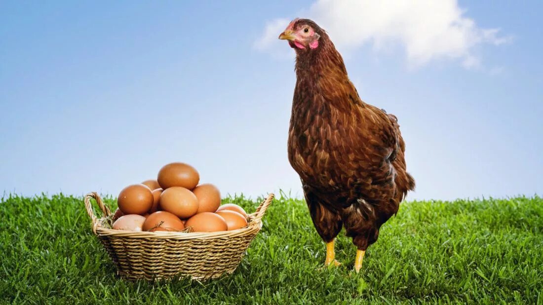 Реклама курочки. Курица с яйцами. Курочка с яйцами. Красивая курица. Курочка с яичками.