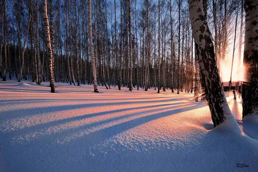 Березовая роща зимой. Березовая роща бологое зима. Берёзы зимой в лесу. Роща зимой. Зеленогорск роща зимой.