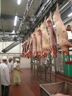 Убойная свинья