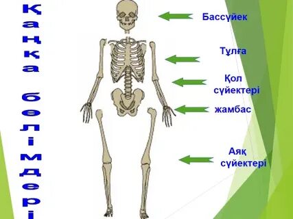 Қисық студентпен үйдегі секс