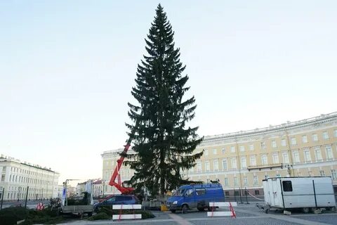 Ель на площади