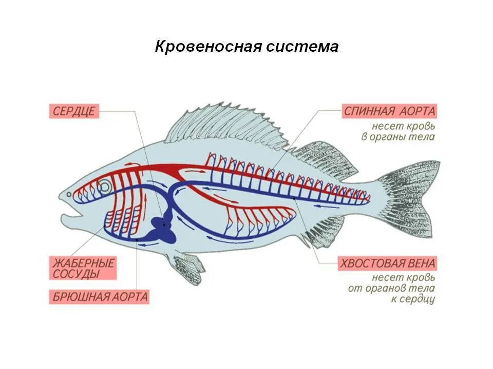 Кровеносная система рыб схема. Кровеносная система оку. Строение кровеносной системы рыб. Схема строения кровеносной системы рыб. Класс рыбы круги кровообращения
