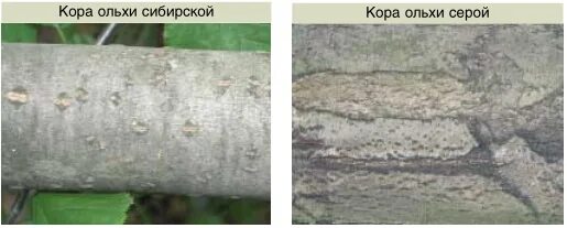 Свойства коры ольхи. Старослав корень маралий 50 г. Ольха ствол дерева. Свойства коры ольхи. Ольха описание древесины.