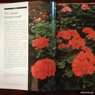 Герань книги