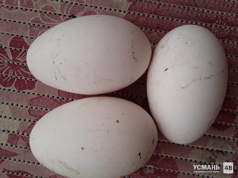 Яйца гусиные инкубационные Холмогорские. Крашкнные гусиные яйца. Гусиные яйца Краснодарский. Где купить гусиные яйца
